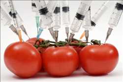 Pruebas de seguridad alimentaria genéticamente modificadas