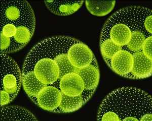 Global Microalgas Tamaño de mercado