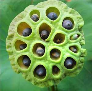 global-Lotus-Seeds-market