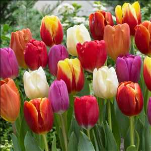 Global-Tulip-Market