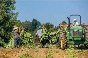 Operaciones Agrícolas Pronóstico del mercado