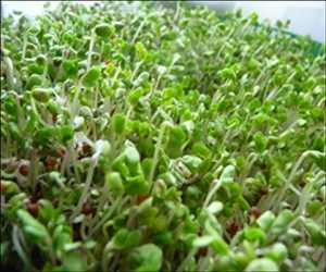 Global-Aalfalfa-Concentrate-Market