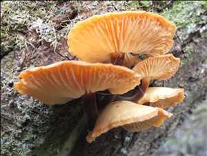 Global-Flammulina-Market