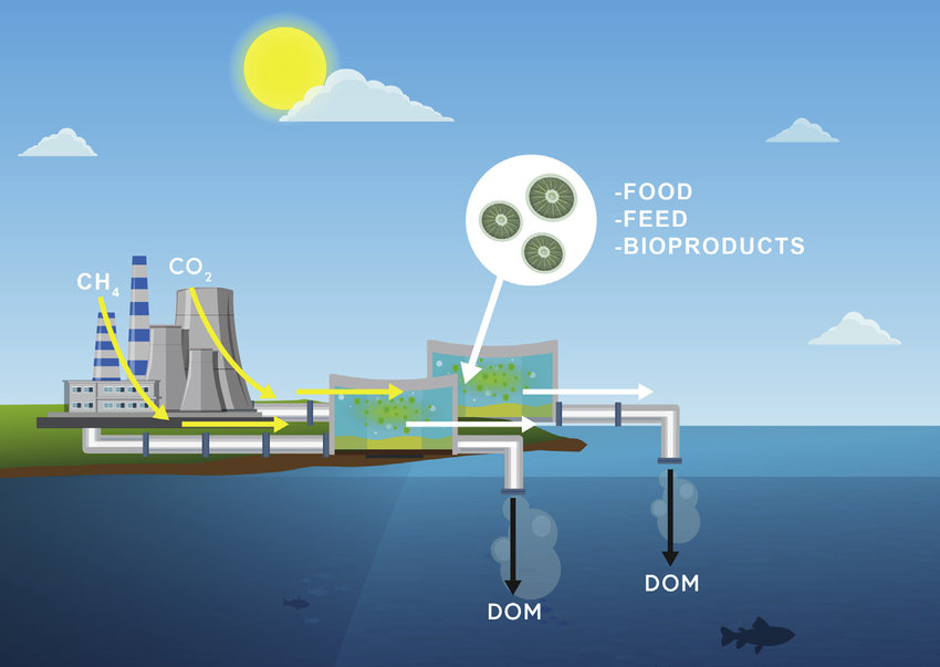 Utilización y almacenamiento de la captura de carbono Mercado