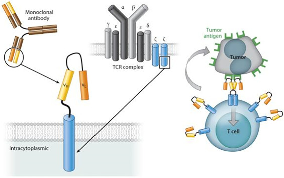 Terapia de células T con receptor de antígeno quimérico (CAR) Mercado