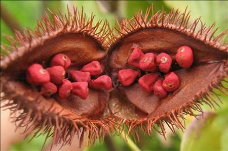 tocotrienol Mercado