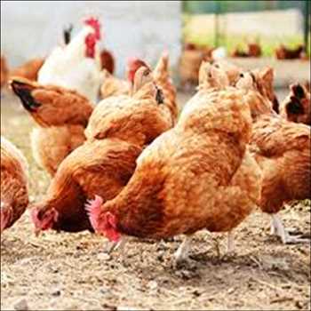 Comida para aves Mercado