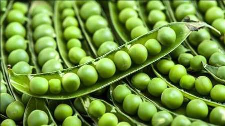 Proteína de guisante Mercado